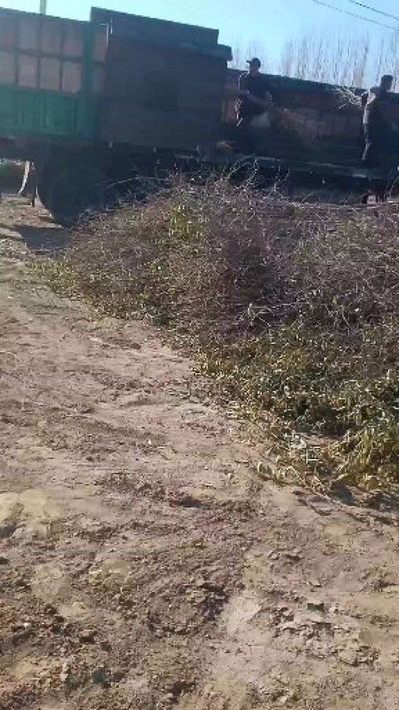 榆树苗，鲁西北华兴苗木基地当年小榆树苗，面积大农户直发