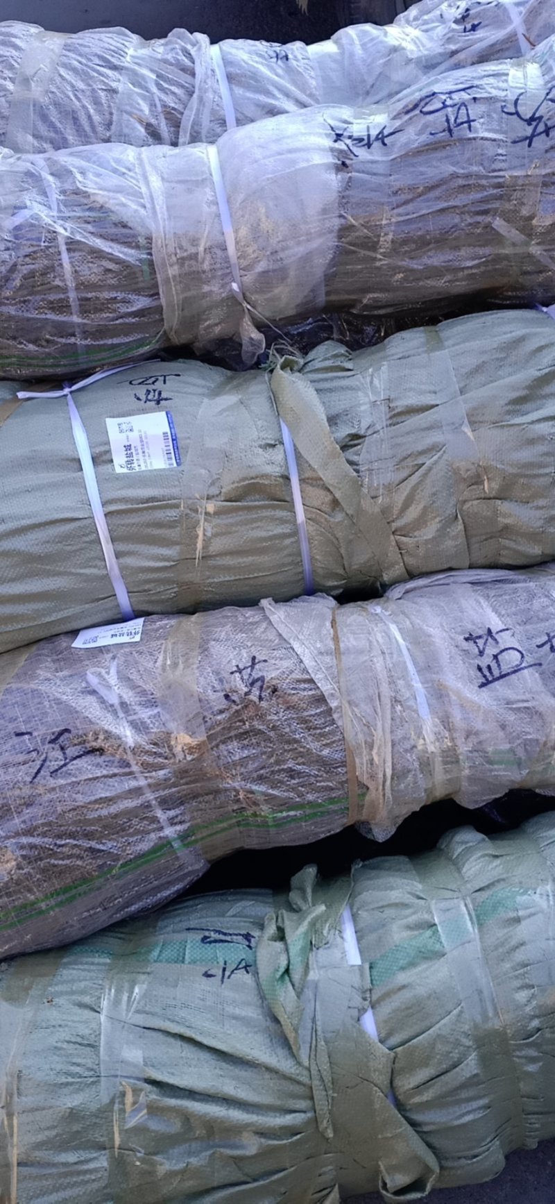 榆树苗，鲁西北华兴苗木基地当年小榆树苗，面积大农户直发