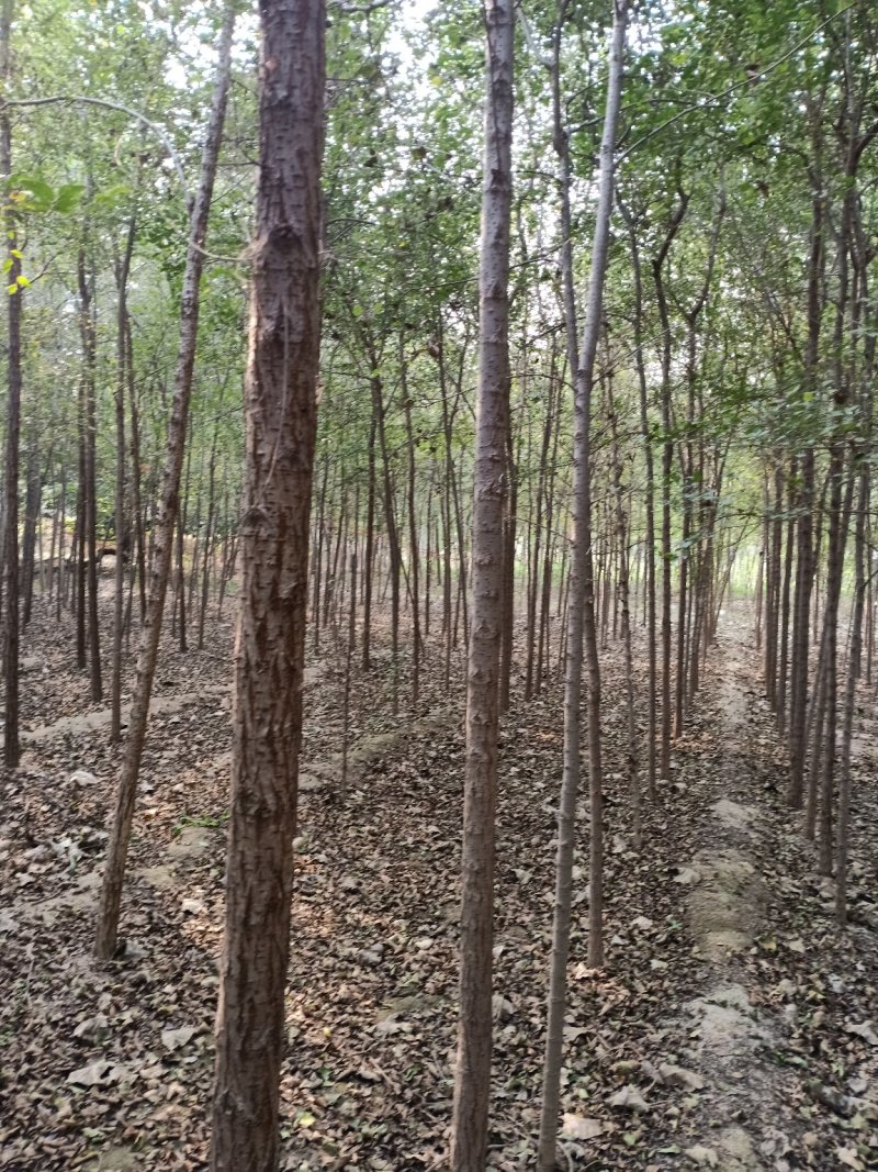 榆树苗，鲁西北华兴苗木基地当年小榆树苗，面积大农户直发