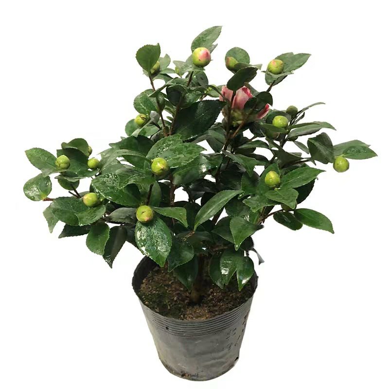 【香妃茶花】烈香茶花盆栽树苗浓香型四季常绿阳台