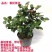 【香妃茶花】烈香茶花盆栽树苗浓香型四季常绿阳台