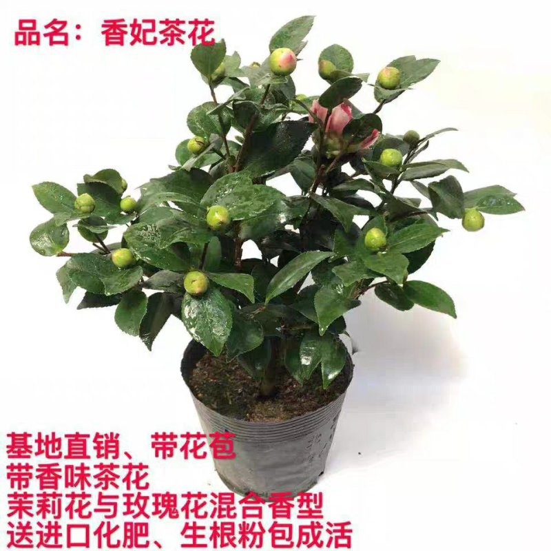 【香妃茶花】烈香茶花盆栽树苗浓香型四季常绿阳台