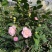 【香妃茶花】烈香茶花盆栽树苗浓香型四季常绿阳台