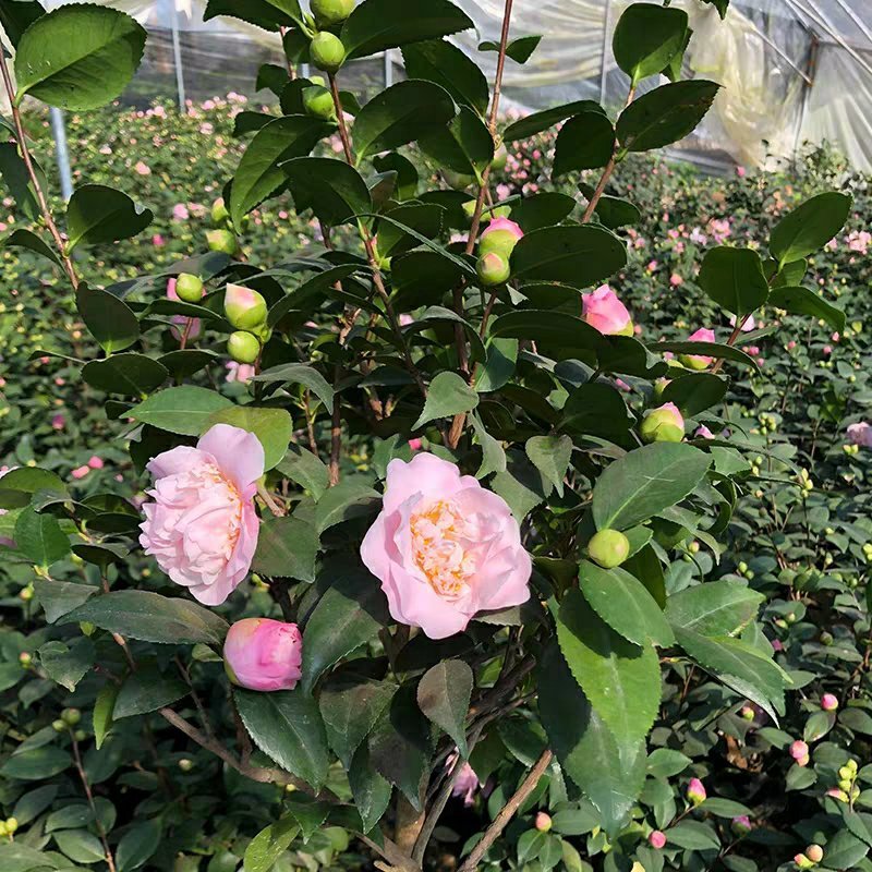 【香妃茶花】烈香茶花盆栽树苗浓香型四季常绿阳台