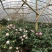 【香妃茶花】烈香茶花盆栽树苗浓香型四季常绿阳台