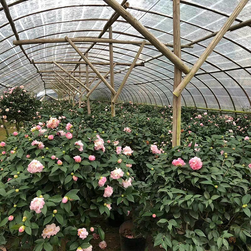 【香妃茶花】烈香茶花盆栽树苗浓香型四季常绿阳台
