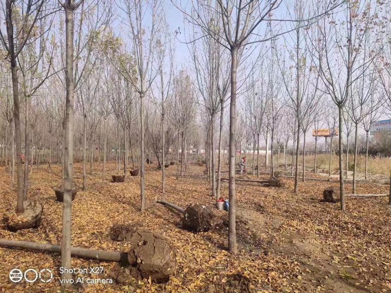 白蜡树八到十五分钟诚信供应。地头装车上货快
