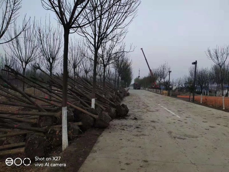 白蜡树八到十五分钟诚信供应。地头装车上货快