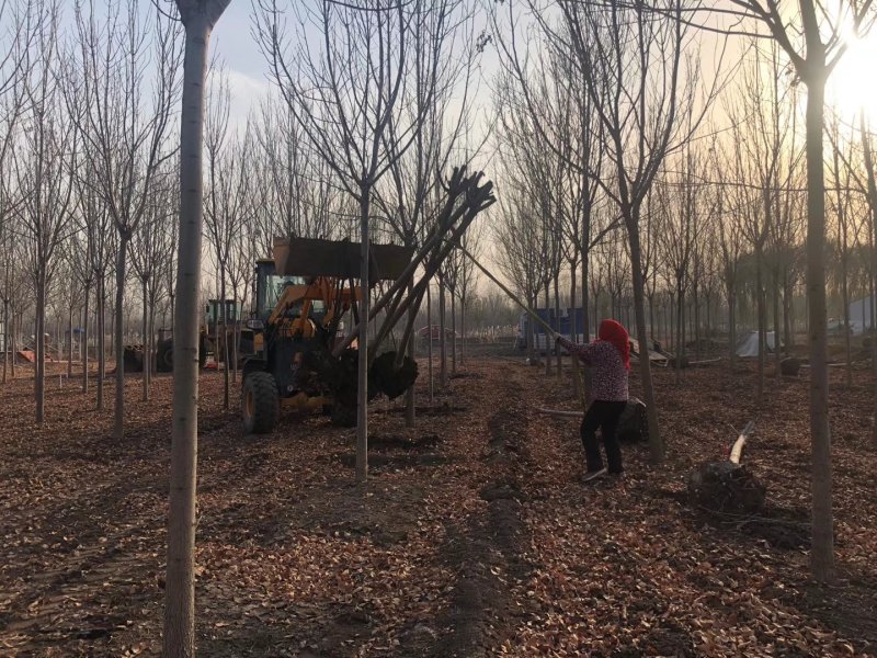 白蜡树八到十五分钟诚信供应。地头装车上货快