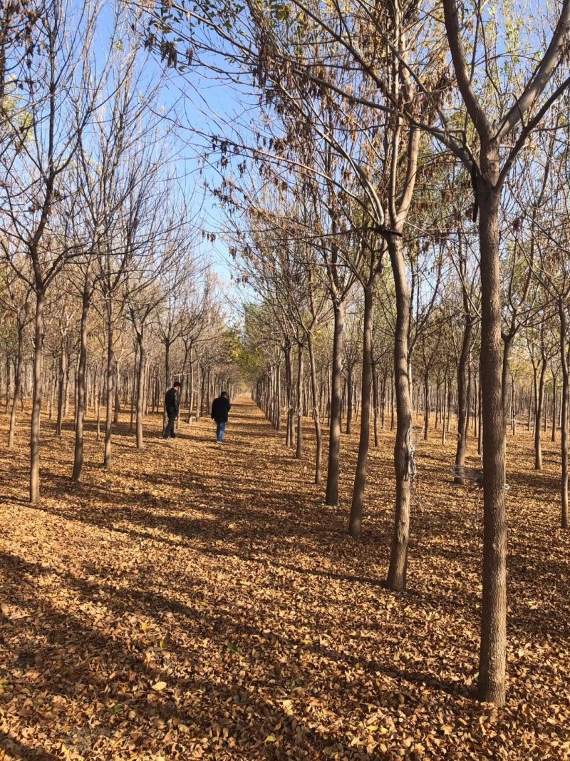 白蜡树八到十五分钟诚信供应。地头装车上货快