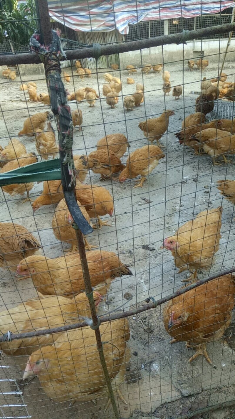 (好货热卖)快大型三黄肉鸡苗成长速度快抗病能力强全国发