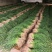 蒜苗【红根蒜苗】万亩红根蒜苗大量上市/️️️️️产地直供