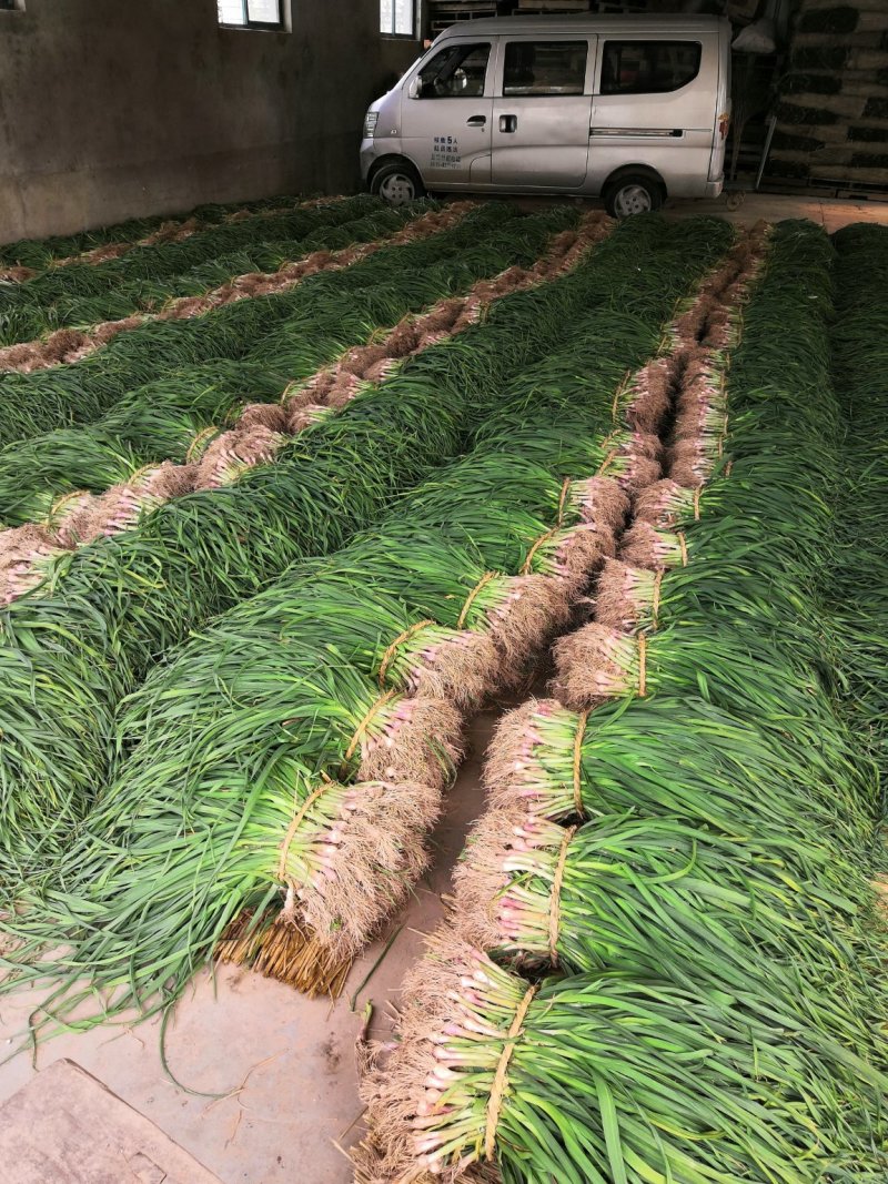 蒜苗【红根蒜苗】万亩红根蒜苗大量上市/️️️️️产地直供