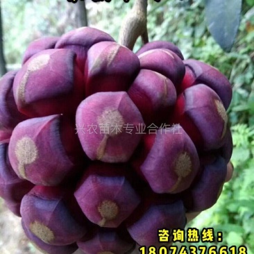 🔥热销【企业认证】布福娜树苗品种纯包活包技术