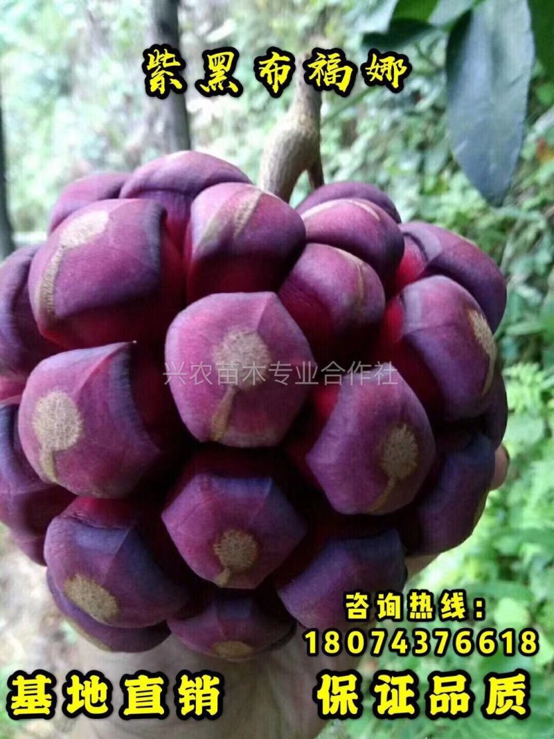 🔥热销【企业认证】布福娜树苗品种纯包活包技术