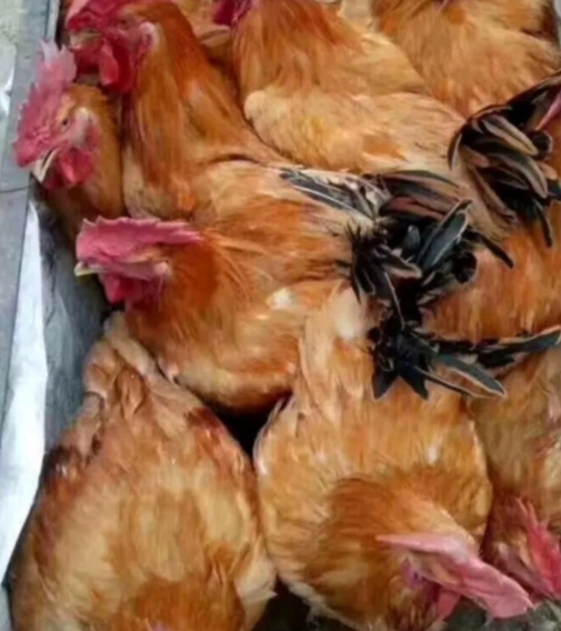 (好货热卖)快大型三黄肉鸡苗成长速度快抗病能力强全国发