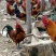 草原红公鸡视频看货现购现宰一件起发400斤包邮