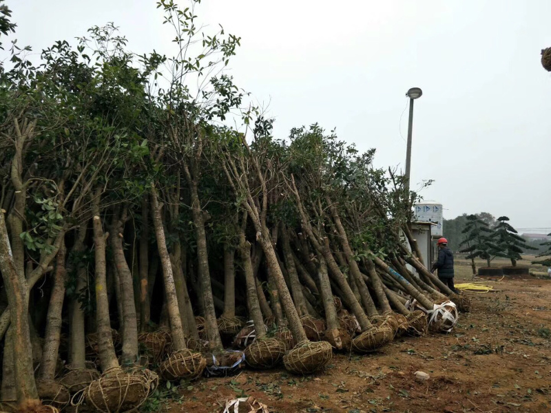 桂花树垃圾树征收占地八月桂金桂810121520