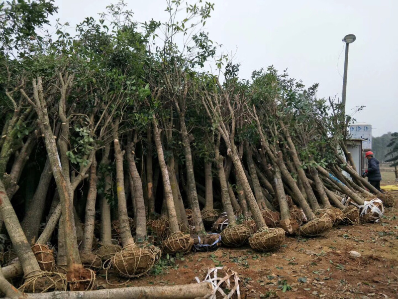 桂花树垃圾树征收占地八月桂金桂810121520