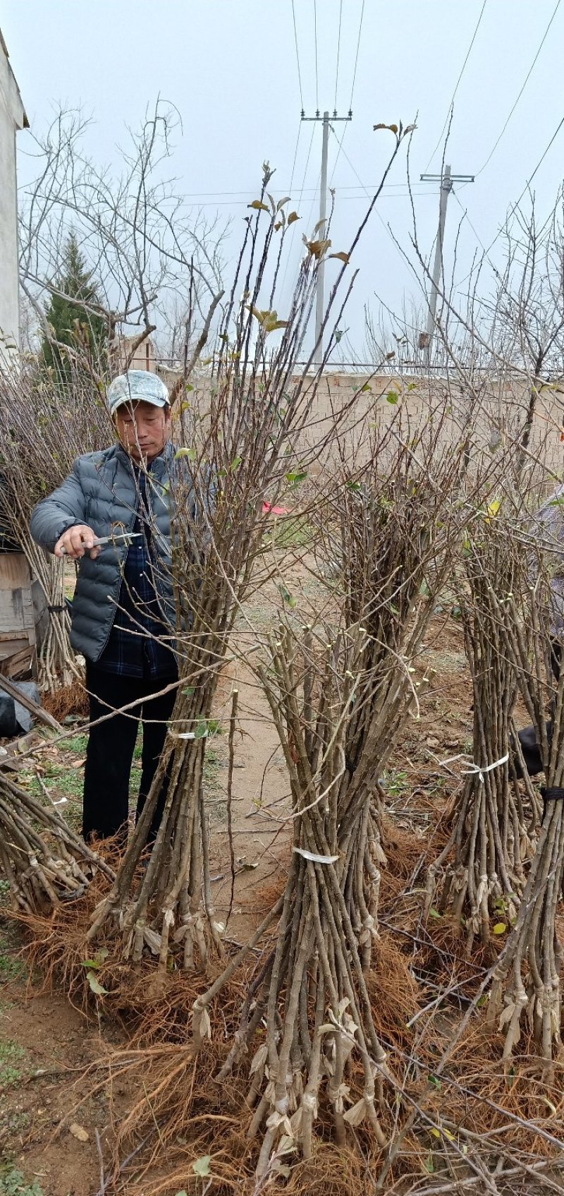 维纳斯黄金苹果正品精品树苗原产地直供品种纯正包活
