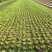 【精品】量大批发耐抽苔生菜种子半结球生菜种子100克