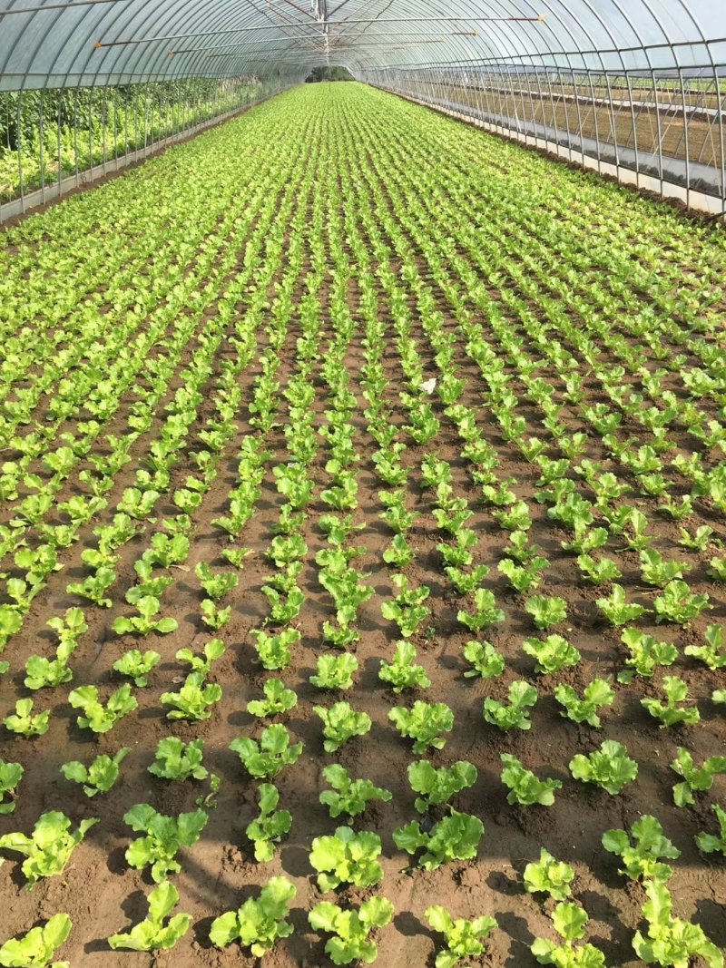 【精品】量大批发耐抽苔生菜种子半结球生菜种子100克