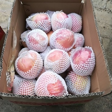 红星苹果75mm以上膜袋