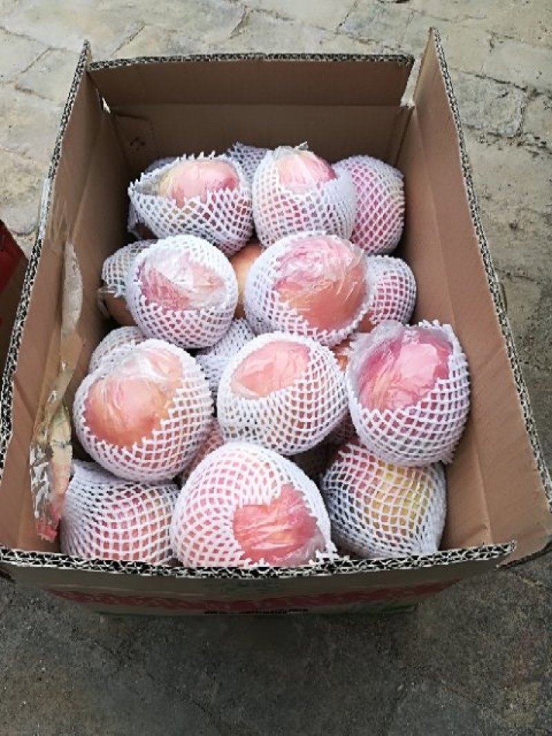 红星苹果75mm以上膜袋