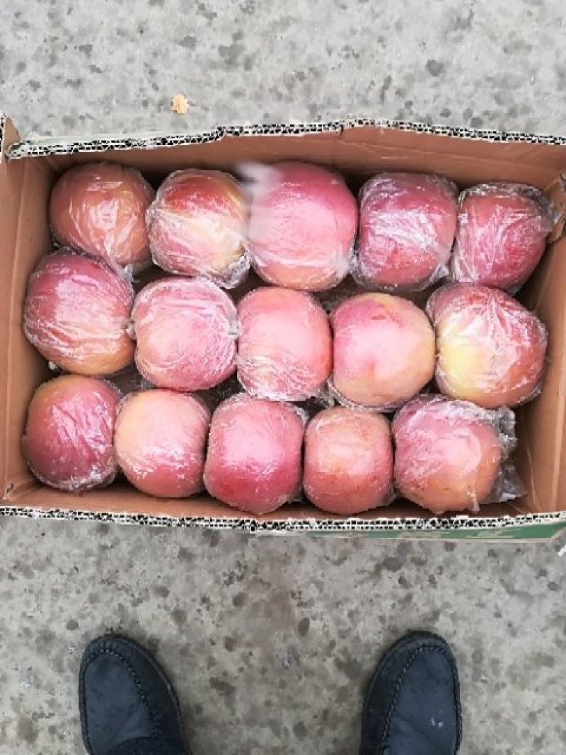 红星苹果75mm以上膜袋