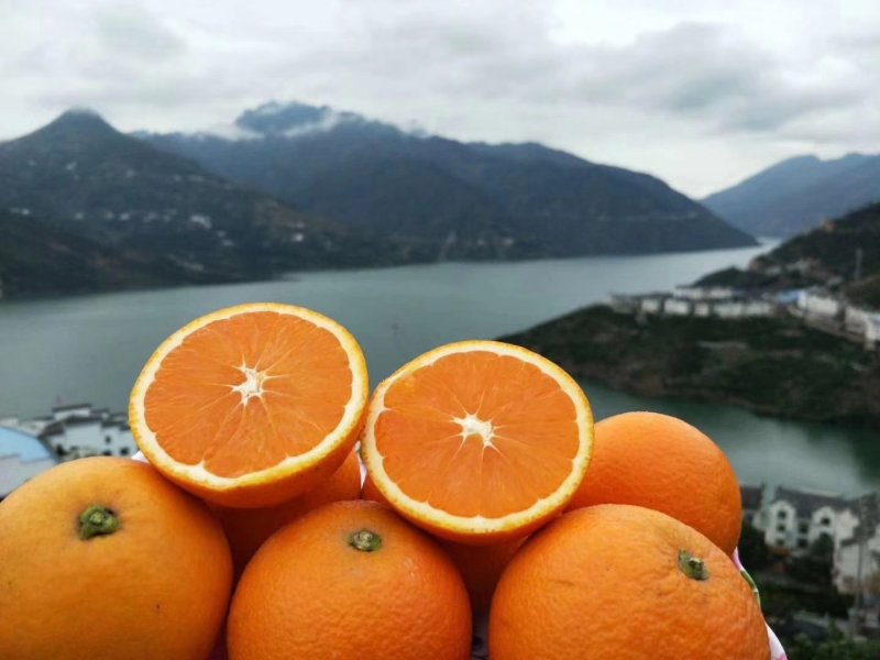 大量供应脐橙枝条伦晚，九月红，中华红，爱媛