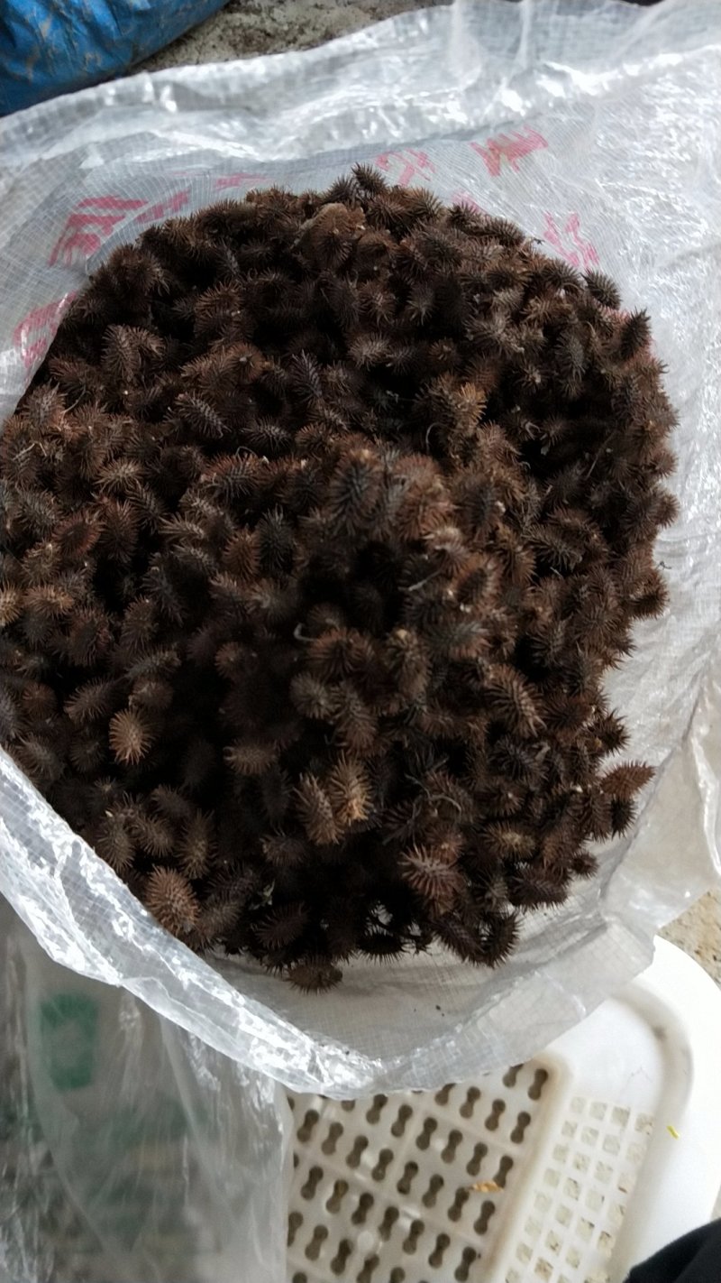 苍耳子物美价廉不好包退