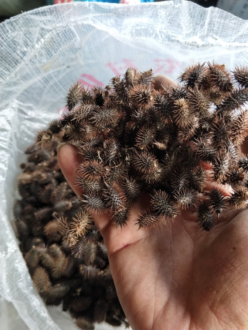 苍耳子物美价廉不好包退