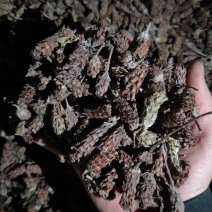 夏枯球干净无杂物美价廉农副产品