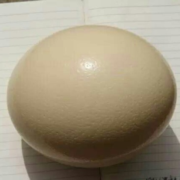 鸵鸟蛋牧场天天现产蛋直供2颗起拍鸵鸟蛋雕礼盒