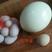 鸵鸟蛋牧场天天现产蛋直供2颗起拍鸵鸟蛋雕礼盒