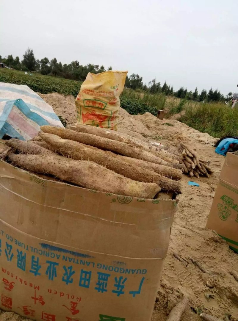 广东惠来隆江山岗山头沙地淮山沙地山药