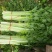 法国皇后芹菜米黄色亮