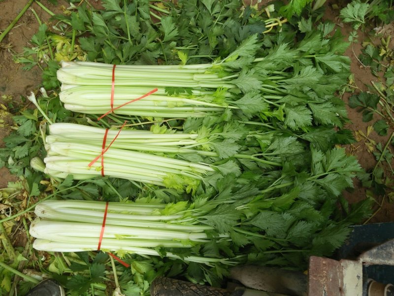 法国皇后芹菜米黄色亮