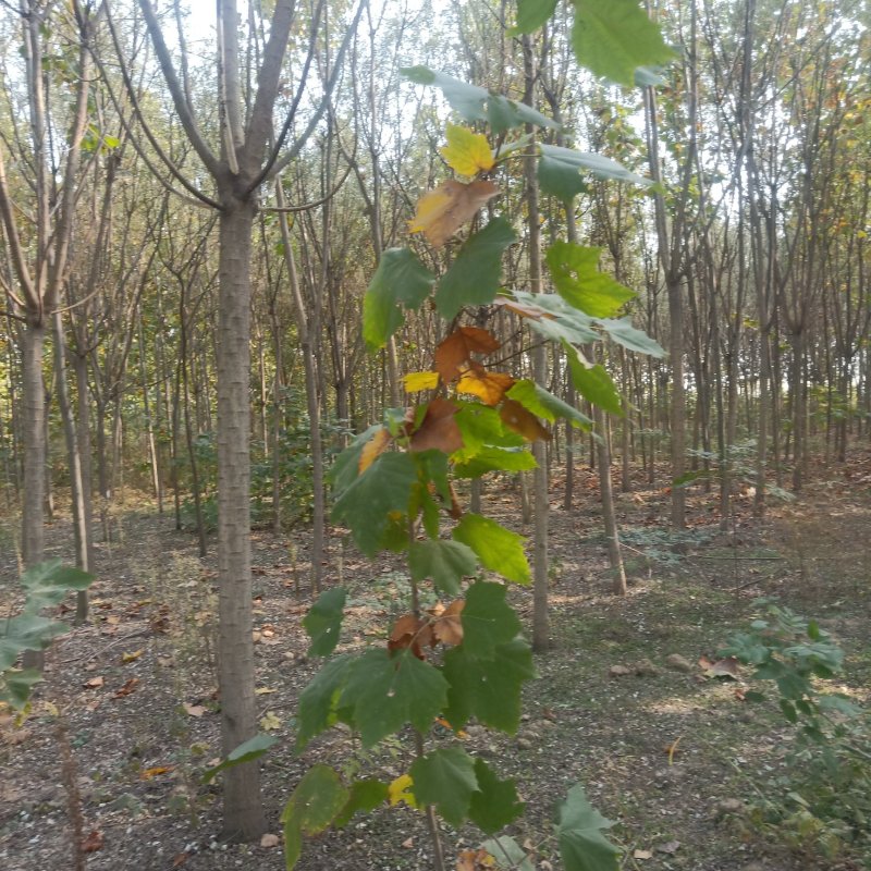 白蜡商丘货源，树形优美一级树形