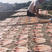 金丝鱼🐟肉厚饱满的大红三鱼干自家自晒湛江乡镇渔民自晒