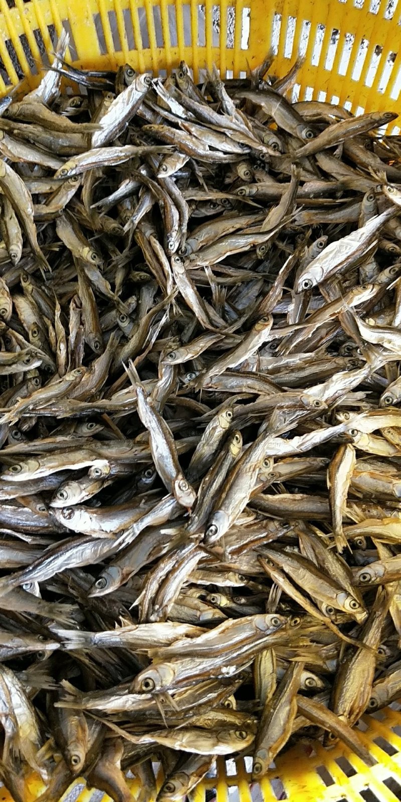 河鱼干/蓝刀/开肚/烘干/淡水/微咸/小鱼干/