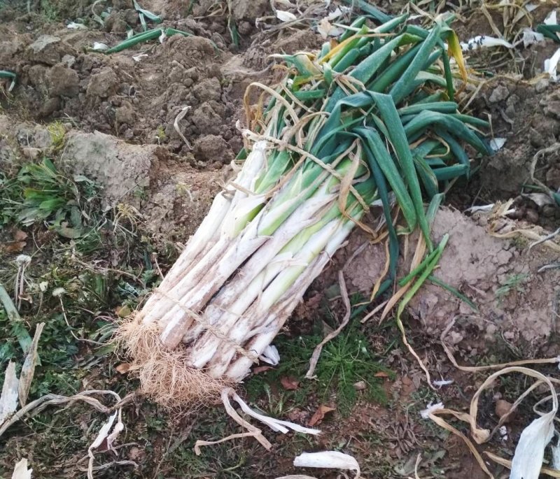 优质长白大葱产地直销价格面议