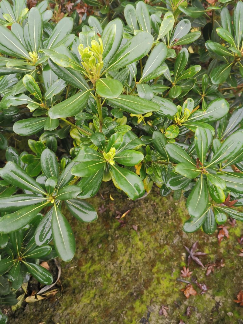 海桐毛笼子宝珠香毛笼子