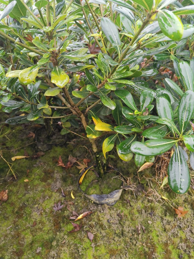 海桐毛笼子宝珠香毛笼子