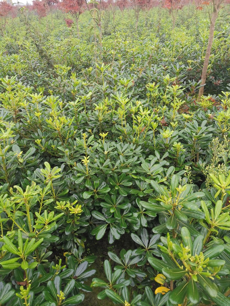 海桐毛笼子宝珠香毛笼子