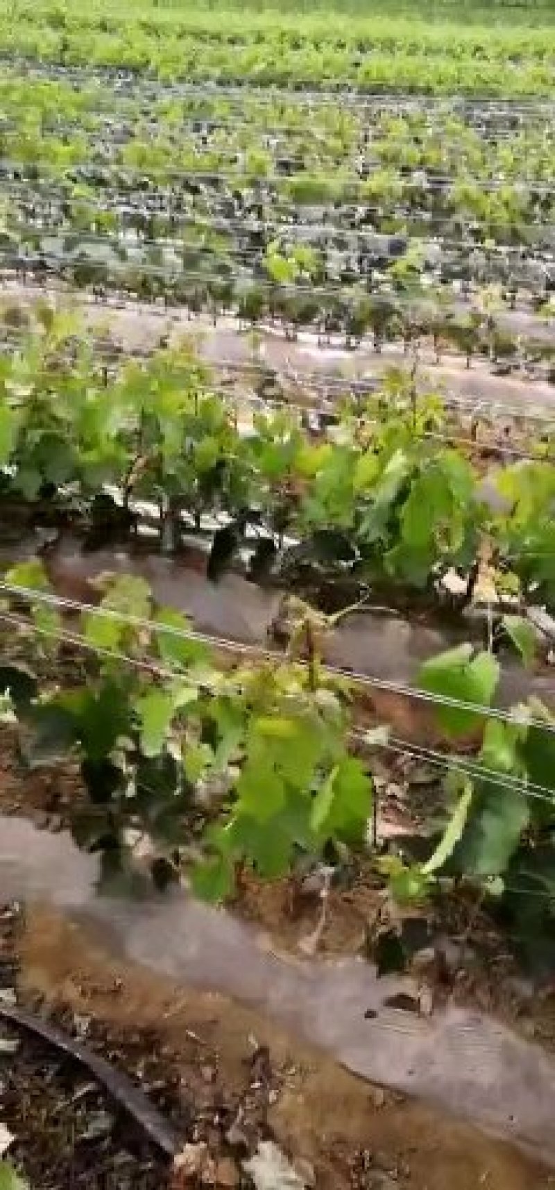 威代尔葡萄苗，一年生贝达嫁接威代尔葡萄苗基地