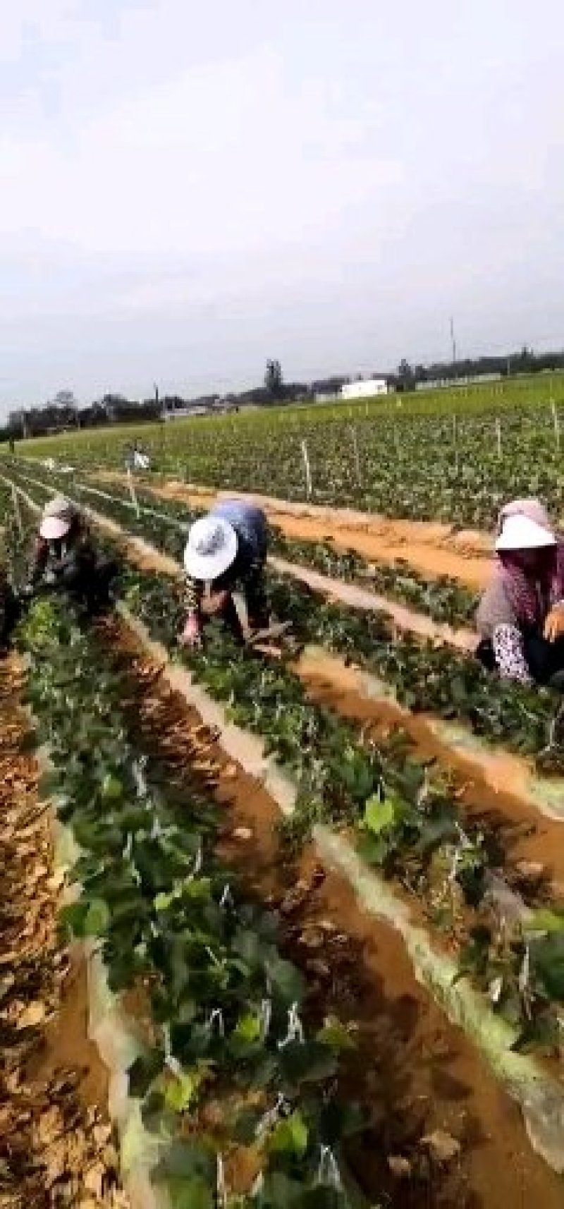 夏黑葡萄苗，一年生，贝达嫁接，早熟，抗病