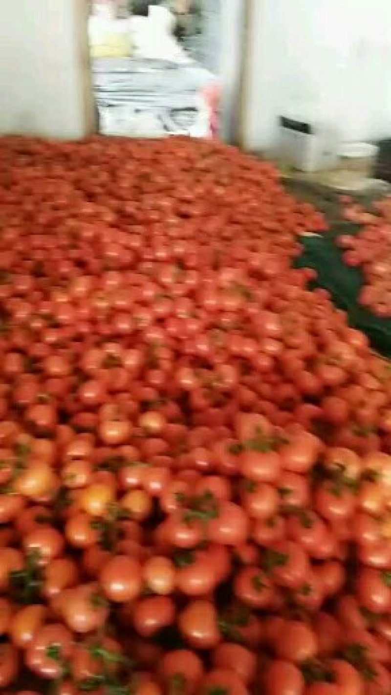 山东西红柿种植基地。大量西红柿上市。有需要的老板前来采购