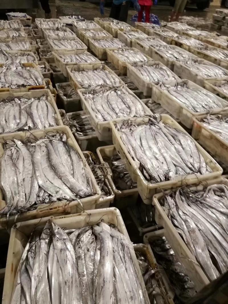 带鱼精品带鱼质量杠全国发货