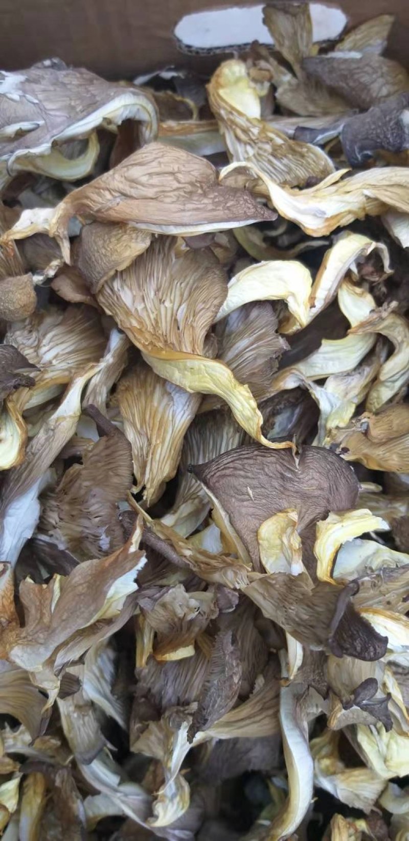 干平菇蘑菇河北干平菇鲍鱼菇食用菌